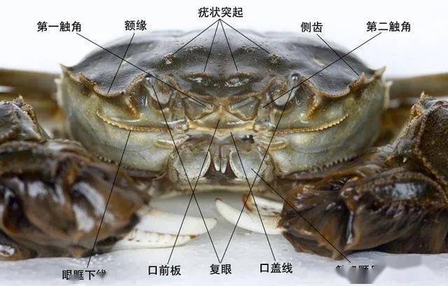 螃蟹模式生物_螃蟹生态系统_螃蟹生物图