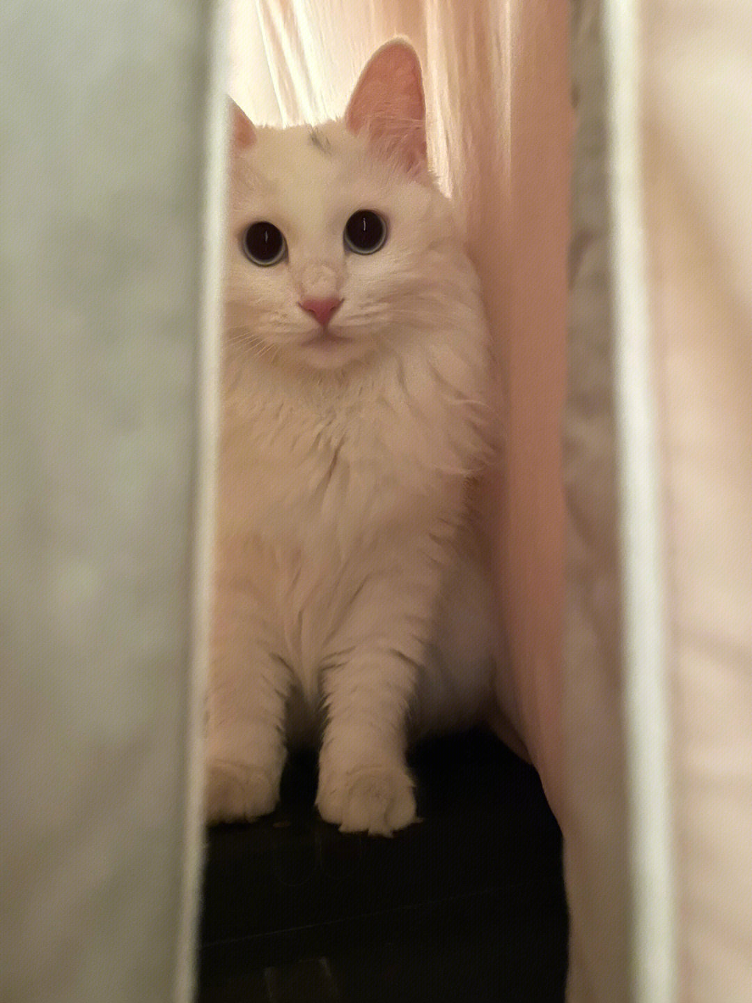 猫咪卖萌可爱图片大全_猫咪可爱图片卖萌_猫咪卖萌图片表情包