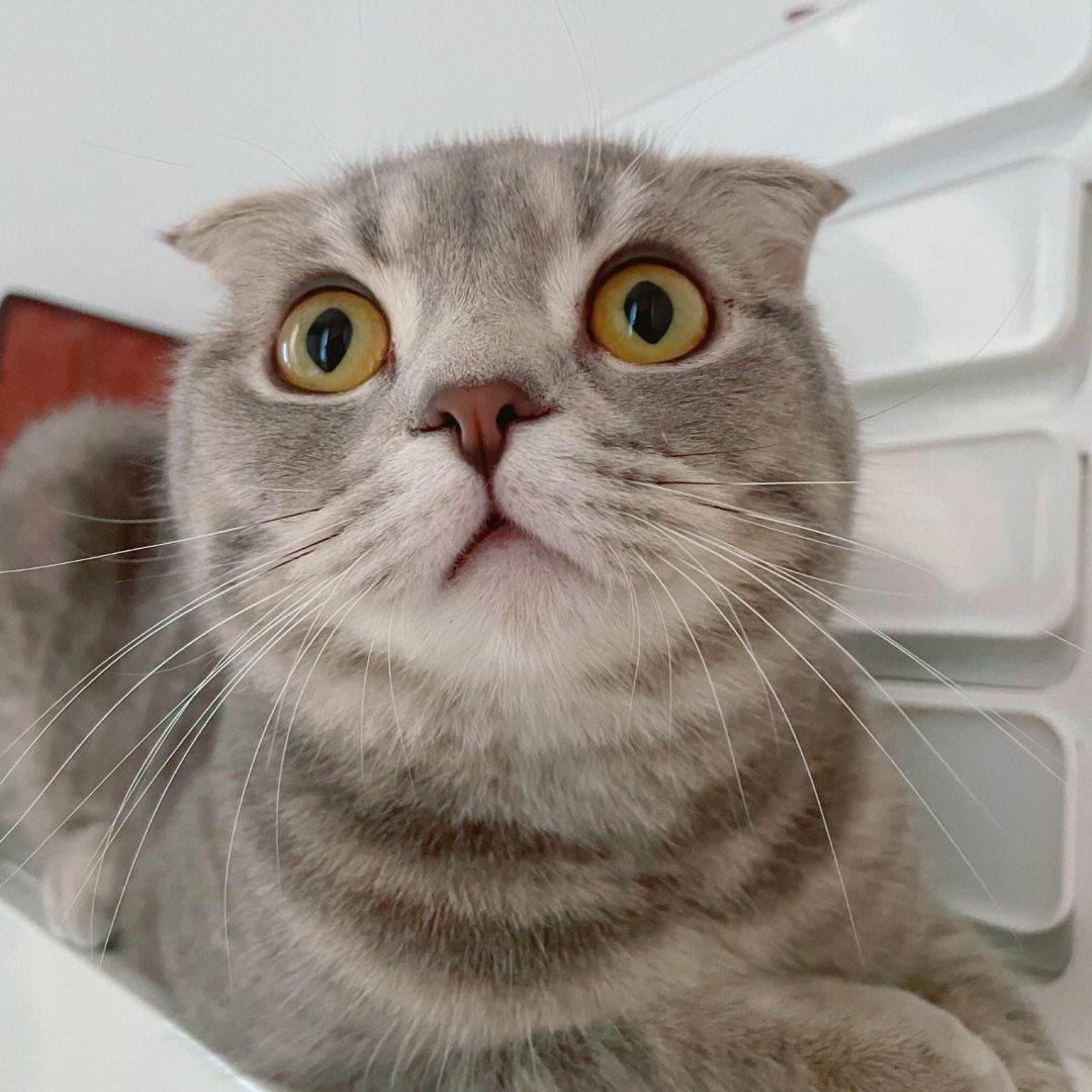 猫咪可爱图片卖萌_猫咪卖萌可爱图片大全_猫咪卖萌图片表情包