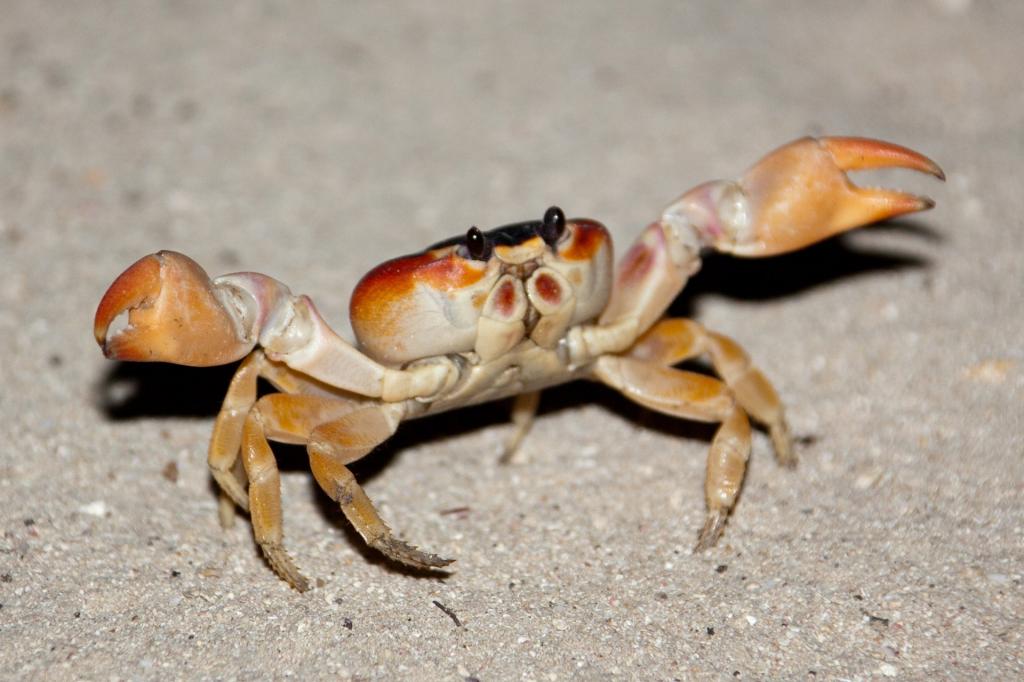 螃蟹生物模式图_螃蟹生态系统_螃蟹 模式生物