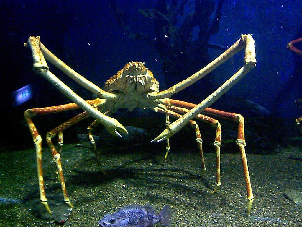 螃蟹生态系统_螃蟹生物模式图_螃蟹 模式生物