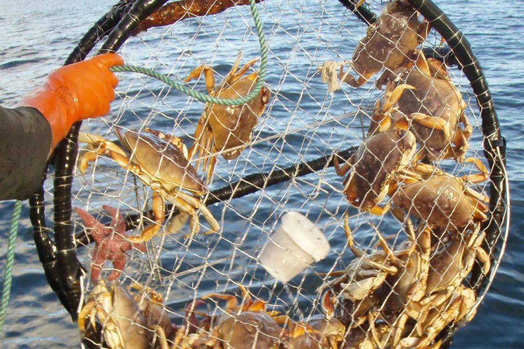 底大猎杀海底大猎杀_海底大猎杀crab madness是什么模式_猎杀u-42海底大战