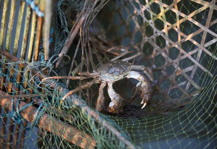 底大猎杀海底大猎杀_猎杀u-42海底大战_海底大猎杀crab madness是什么模式