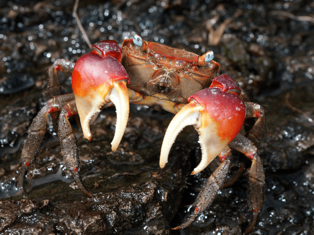 为什么越来越多人选择成为螃蟹模式生物？揭秘稳定舒适生活的吸引
