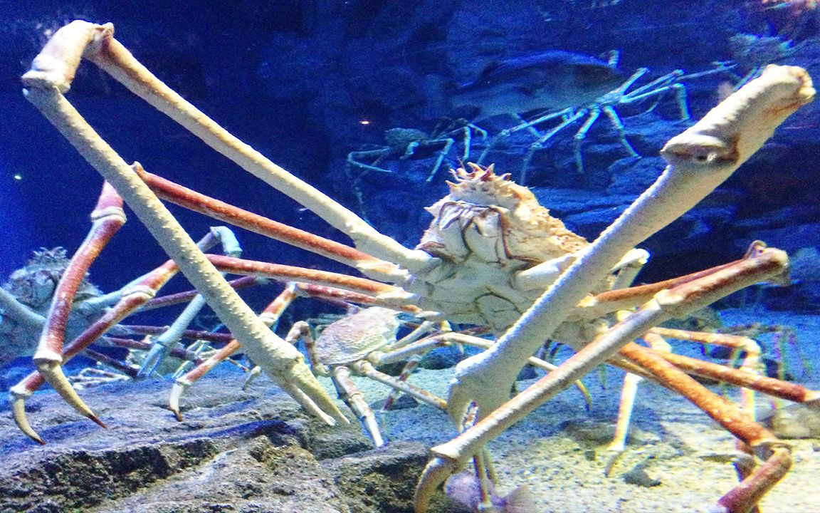 海底大猎杀蟹王视频_海底猎杀之帝王蟹_海底大猎杀螃蟹王游戏