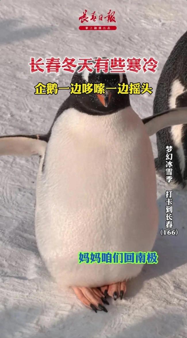 手机单机游戏里面有企鹅的_一款企鹅的单机游戏_企鹅单机里面手机游戏有那些