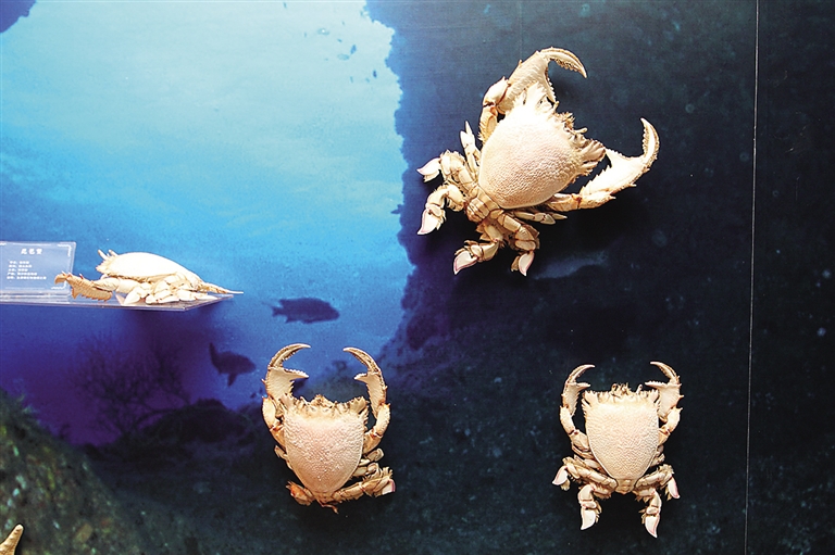 海底大猎杀中文版 螃蟹_海底大猎杀螃蟹掉落的法杖_螃蟹的海底大猎杀