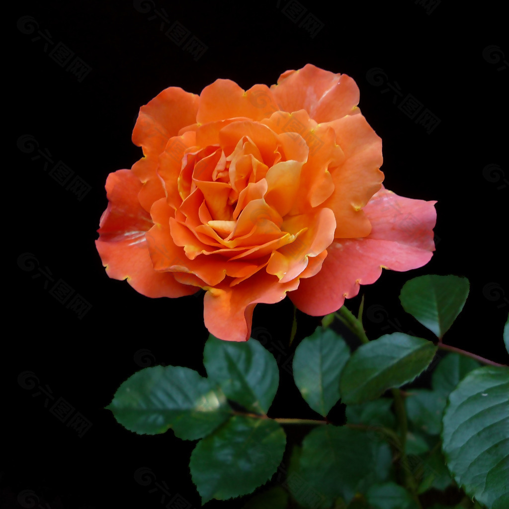 素材花朵数字_素材花朵真花_三联素材 花朵