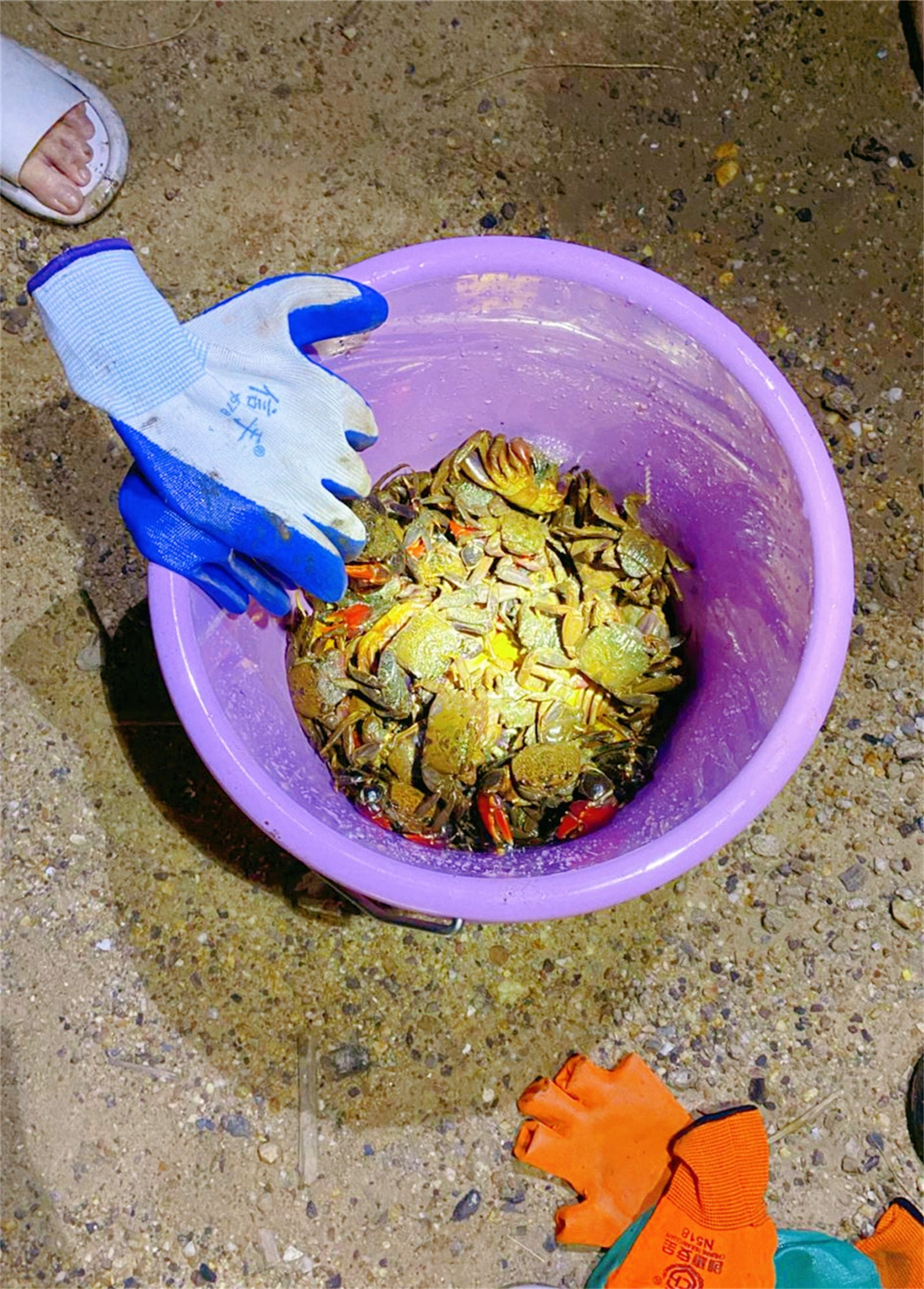 海底猎杀之帝王蟹_海底大猎杀螃蟹掉落的法杖_海底大猎杀螃蟹王游戏