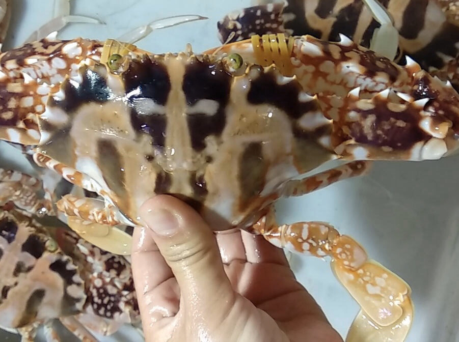海底大猎杀蟹王视频_海底猎杀之帝王蟹_海底大猎杀螃蟹王游戏