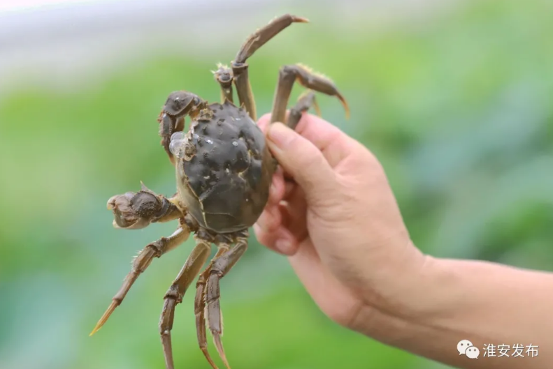 螃蟹生物模式图_螃蟹生态系统_螃蟹 模式生物