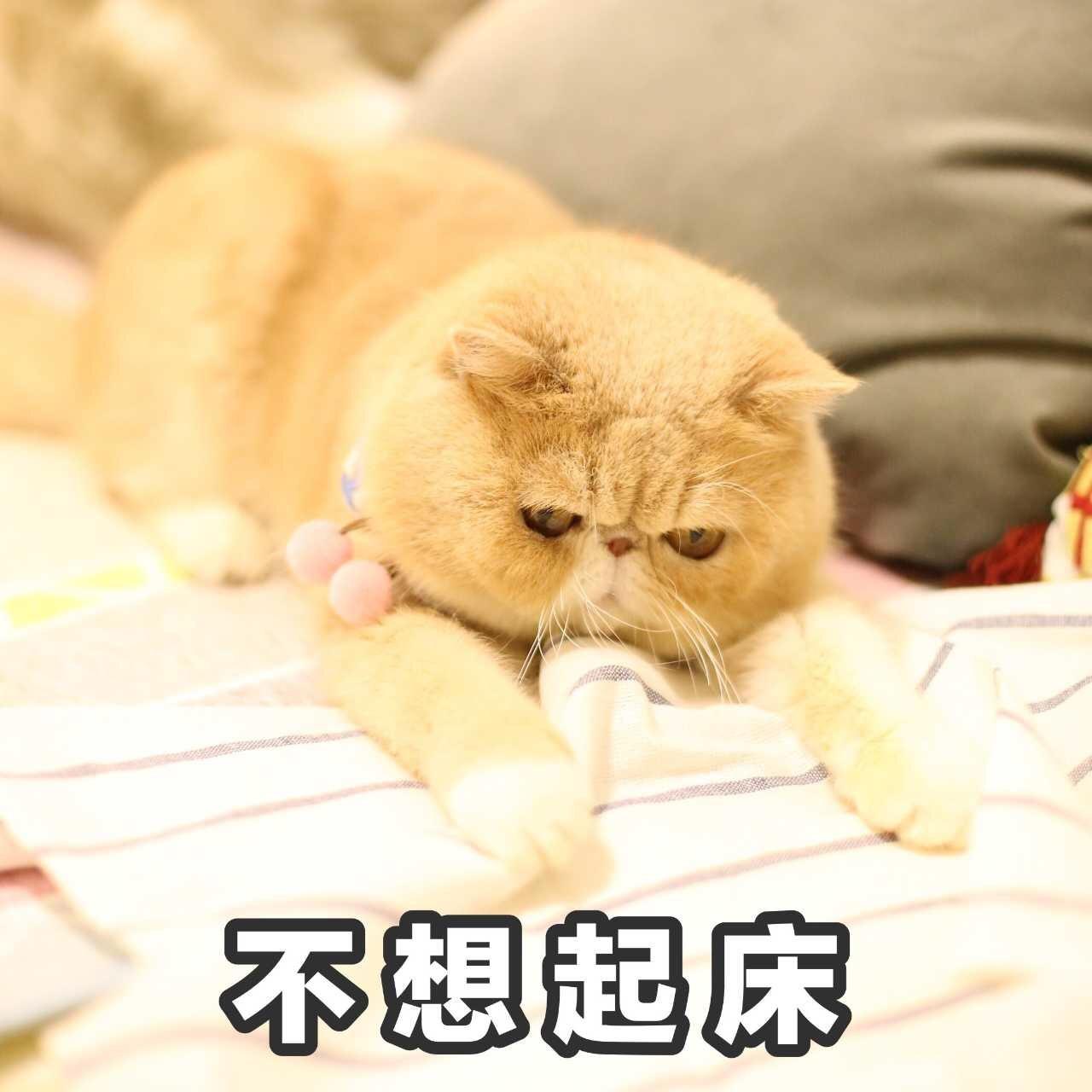 猫扑贴贴_猫扑贴贴_猫扑贴贴