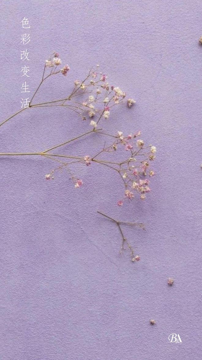 硕鼠有手机版吗_手机硕鼠安卓版最新_手机版硕鼠下载器