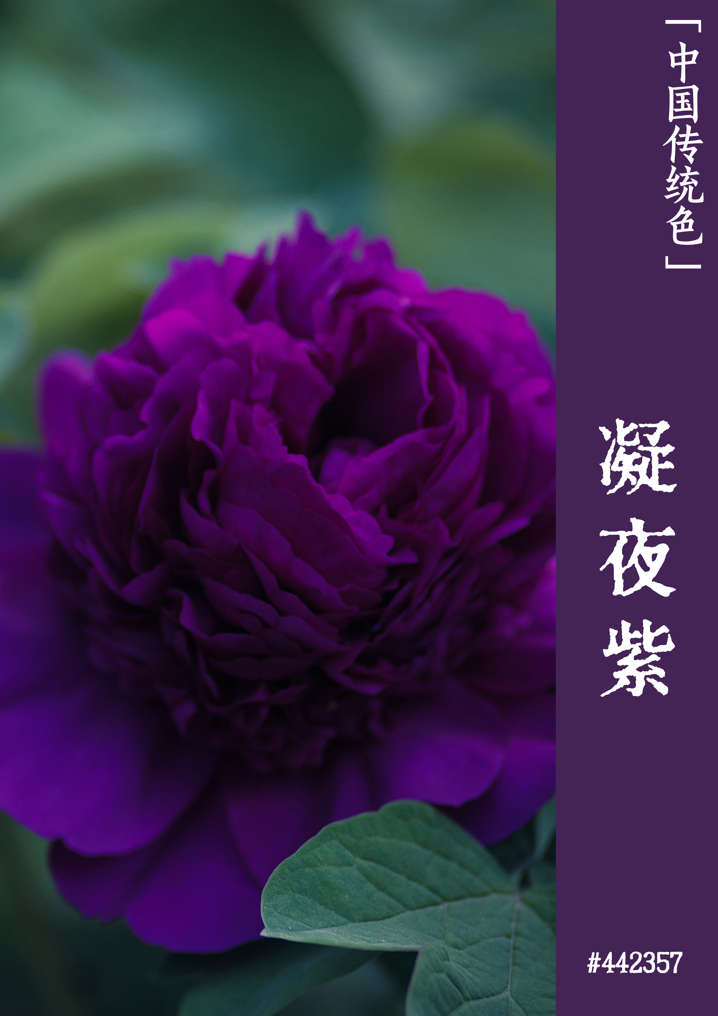 硕鼠有手机版吗_手机硕鼠安卓版最新_手机版硕鼠下载器