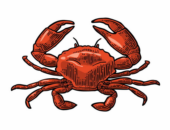 螃蟹模式生物_螃蟹生物图_螃蟹生物模式图片
