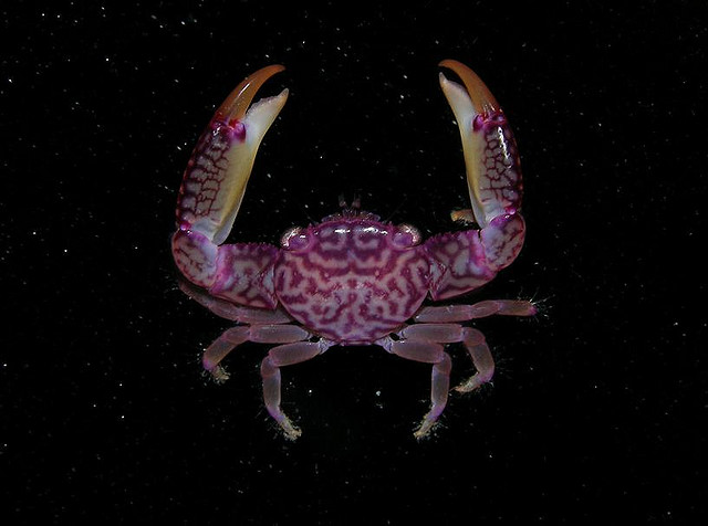 海底猎杀手游版_海底猎杀海_海底大猎杀crab madness是什么模式