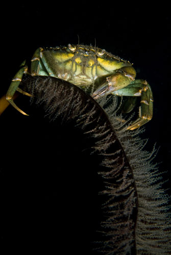 海底大猎杀crab madness是什么模式_海底猎杀海_海底猎杀手游版