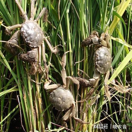 蟹行模式_螃蟹模式_螃蟹游戏