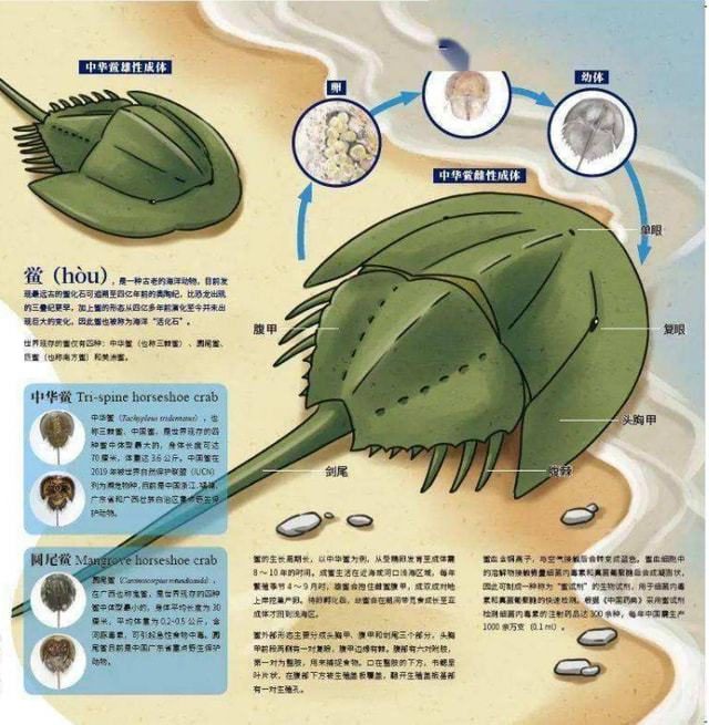 螃蟹模式_蟹行模式_螃蟹游戏