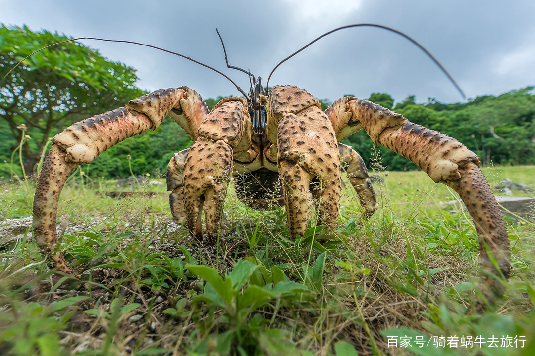 螃蟹模式_螃蟹游戏_蟹行模式