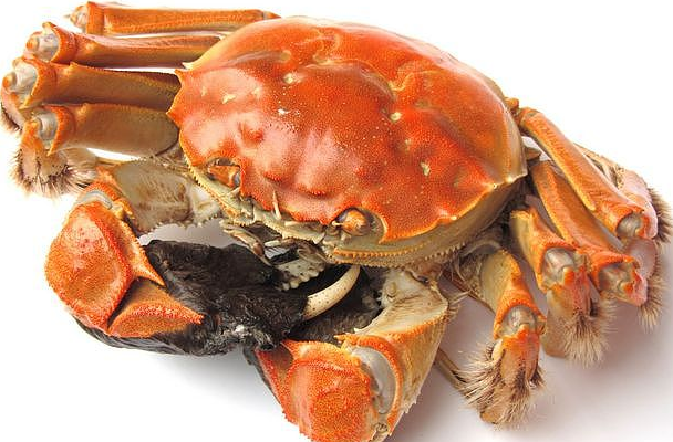 螃蟹生物图_螃蟹生物模式是什么_螃蟹模式生物