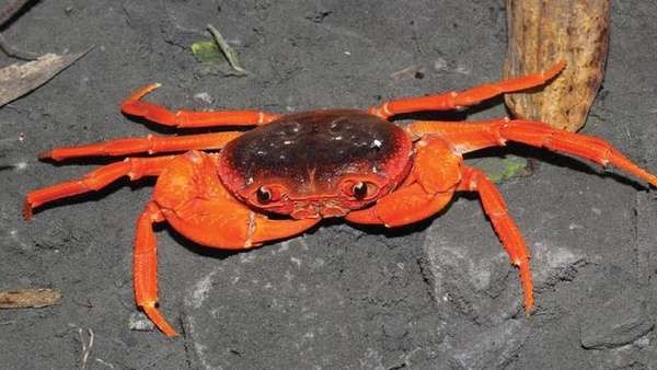 螃蟹生物模式是什么_螃蟹模式生物_螃蟹生物图