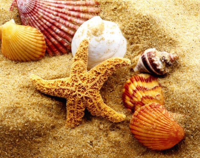贝壳素材-拾贝之旅：探寻海洋的馈赠，感受贝壳的温暖与宁静