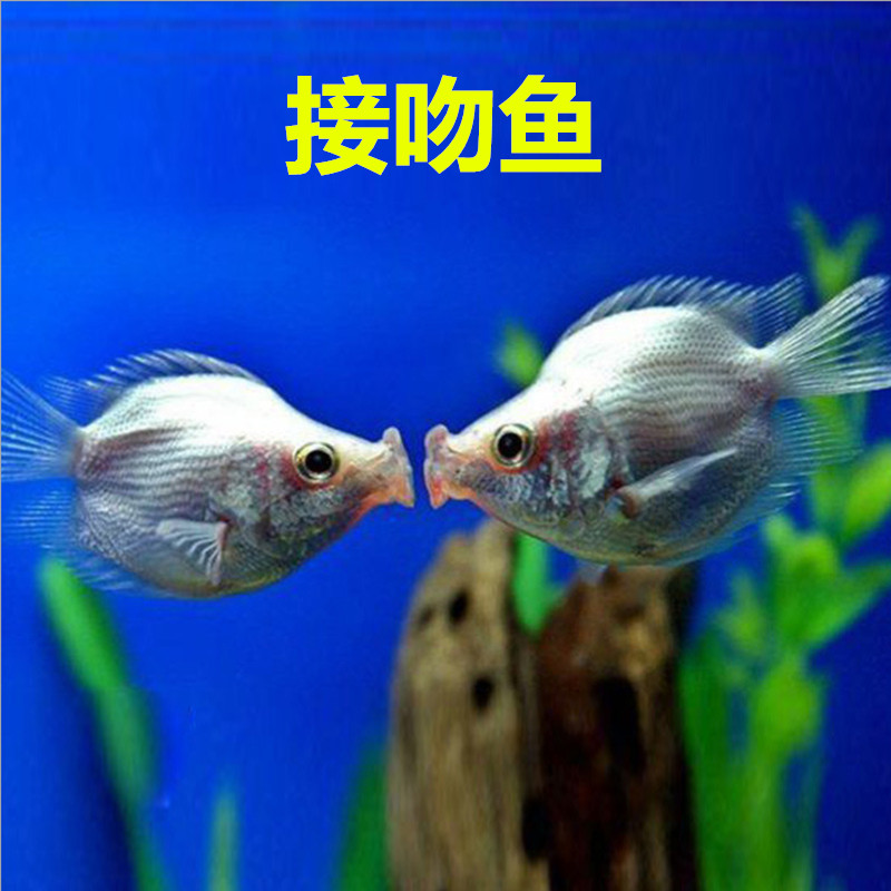 螃蟹生物模式图片_螃蟹生态系统_螃蟹模式生物