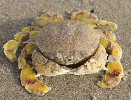 螃蟹生物模式图片_螃蟹生物图_螃蟹 模式生物