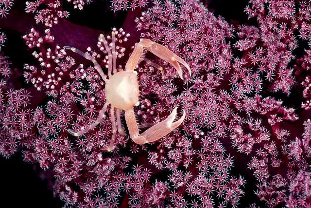 螃蟹生物模式是什么_螃蟹模式生物_螃蟹生物图