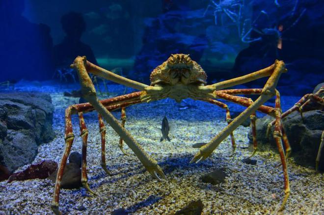 螃蟹生物图_螃蟹模式生物_螃蟹生态系统