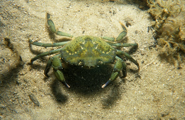 螃蟹生物模式图_螃蟹 模式生物_螃蟹生态系统