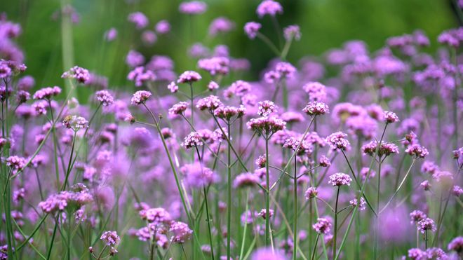 花朵素材大全_三联素材 花朵_素材花朵数字