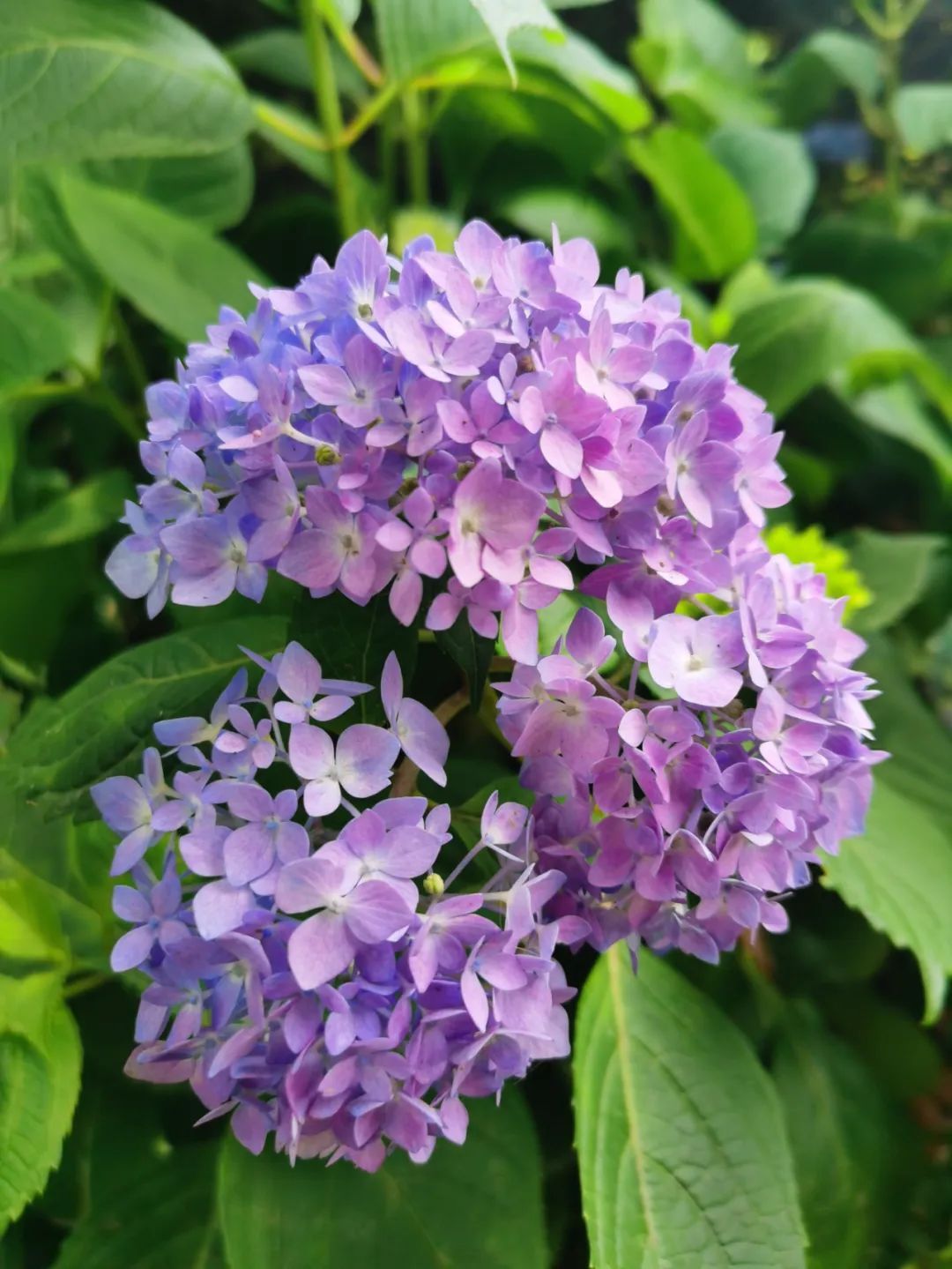 素材花朵数字_花朵素材大全_三联素材 花朵