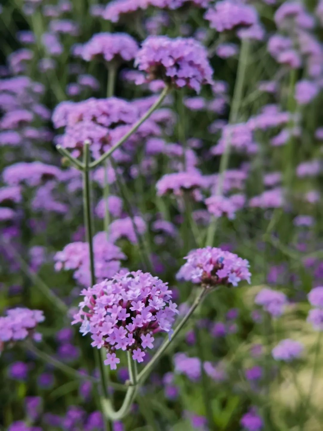 素材花朵数字_三联素材 花朵_花朵素材大全