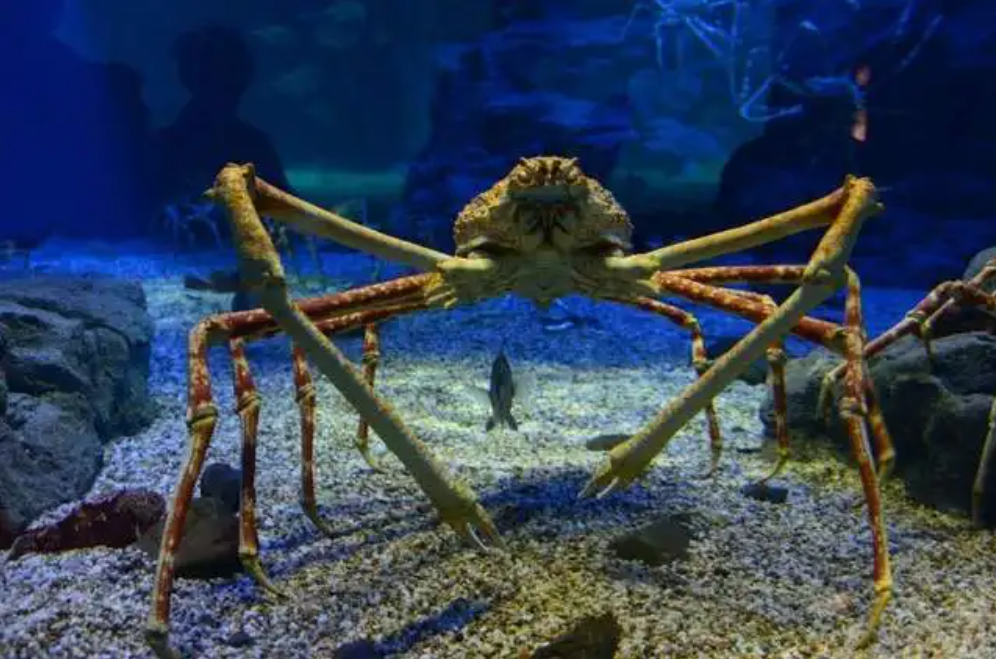 螃蟹生物模式是什么_螃蟹 模式生物_螃蟹生物图