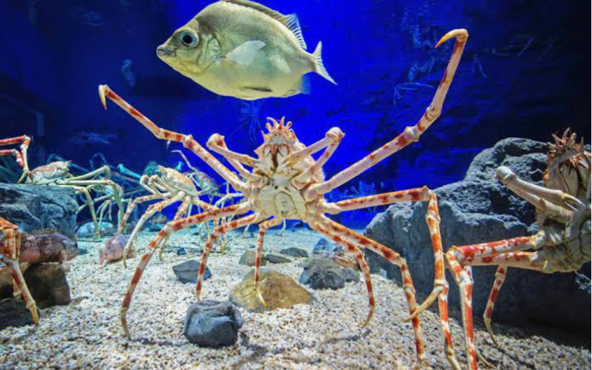 螃蟹生物图_螃蟹生物模式是什么_螃蟹 模式生物