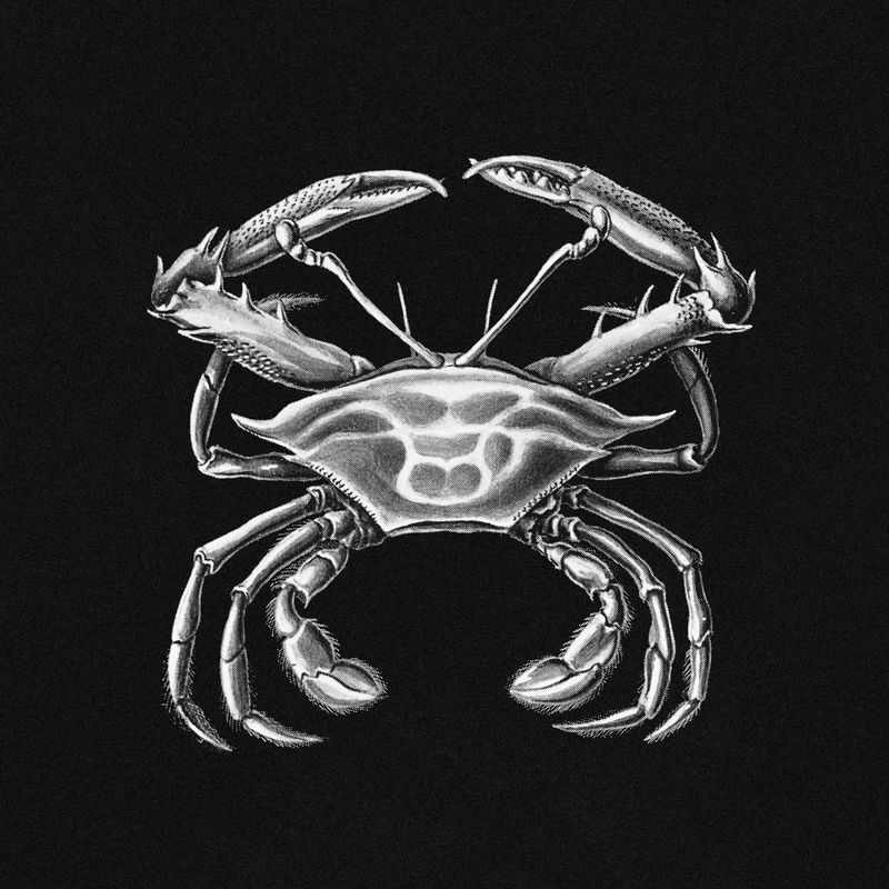 螃蟹 模式生物_螃蟹生物图_螃蟹生物模式图片