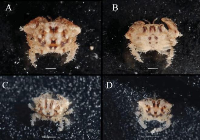 螃蟹生物图_螃蟹 模式生物_螃蟹生物模式图片