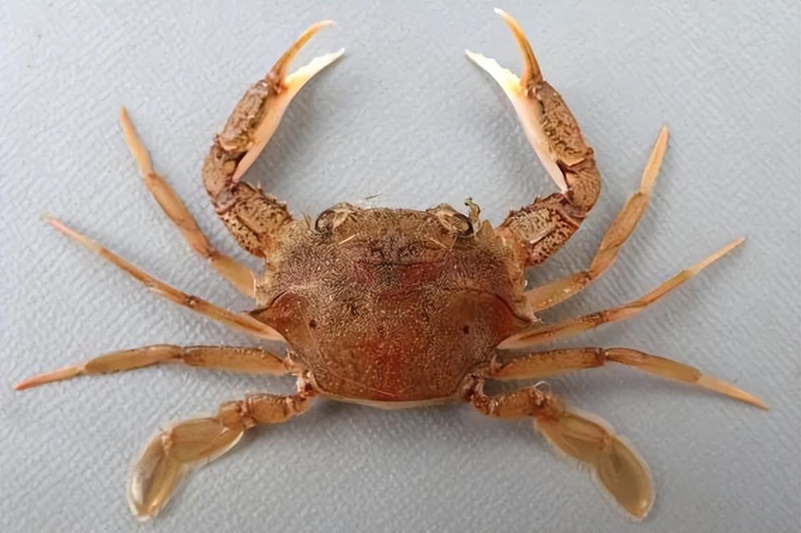 螃蟹的海底大猎杀_海底大猎杀中文版 螃蟹_海底大猎杀大螃蟹