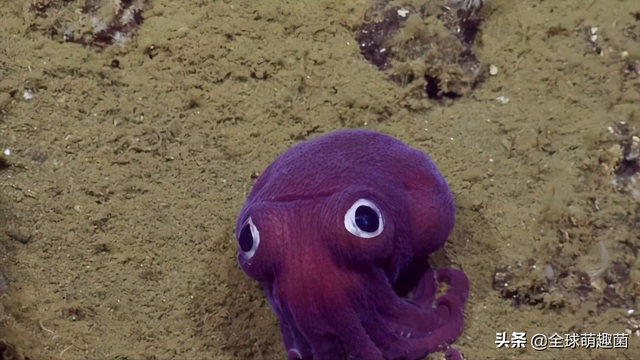 探索螃蟹模式生物：独特的走路方式与海底生活