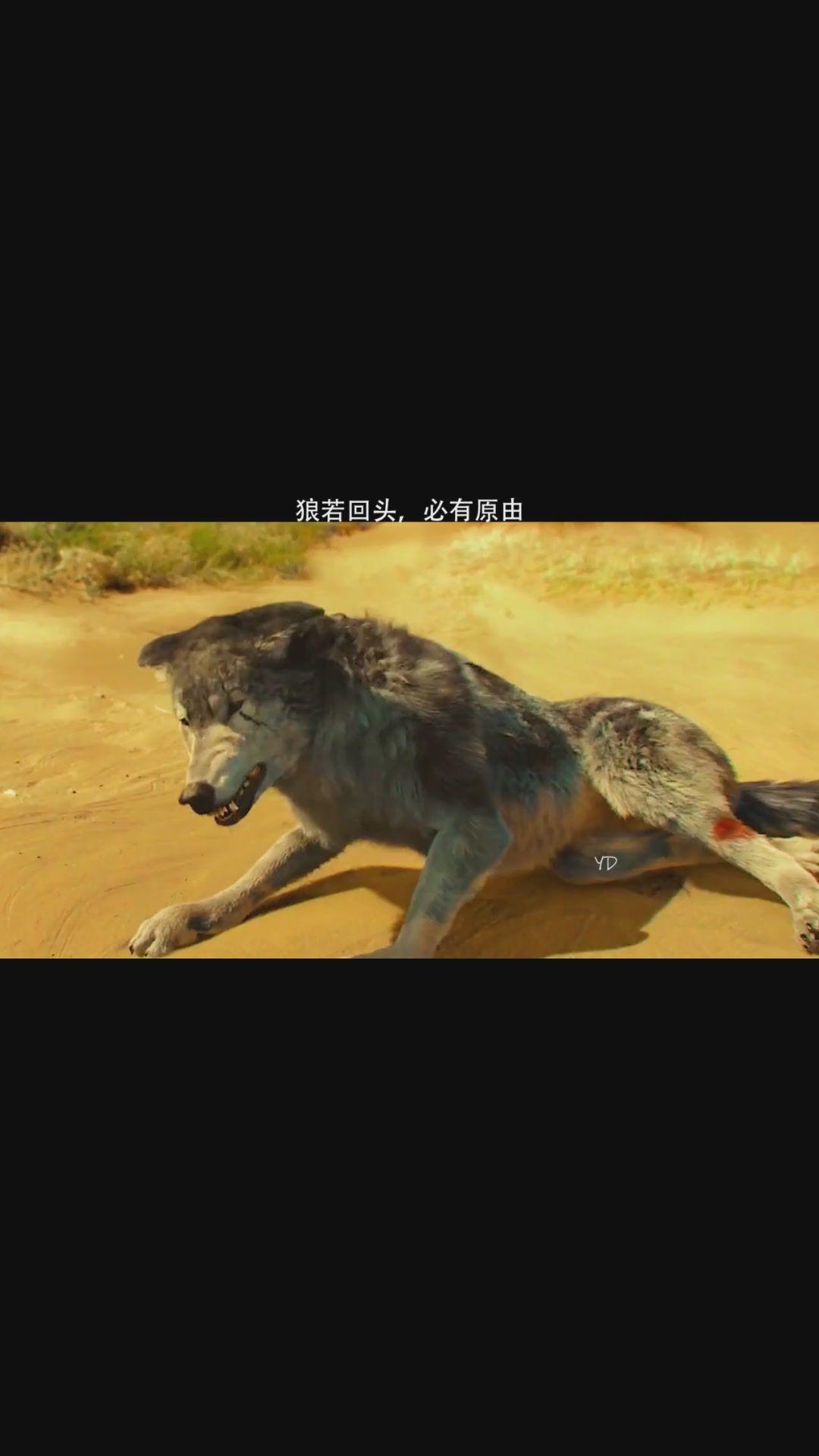 森林之王手机游戏_森林手游中文版下载官网_森林手机版游戏