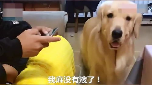 狗叫游戏,解锁战斗新境界