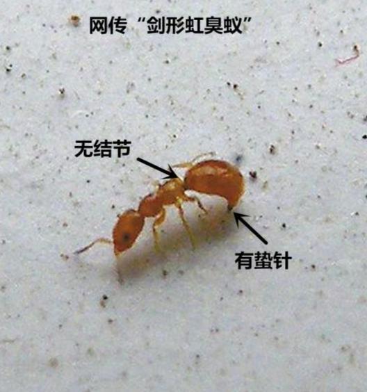剑形虹臭蚁