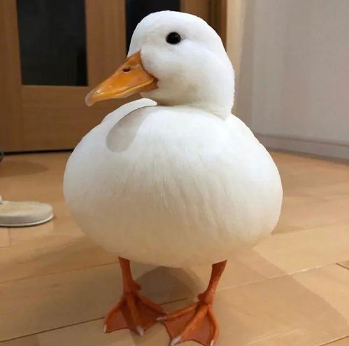 开心农家乐 