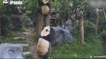 熊猫上树游戏,智慧成长之旅